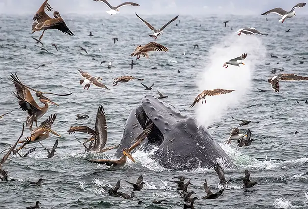 Monterey Bay National Marine Sanctuary