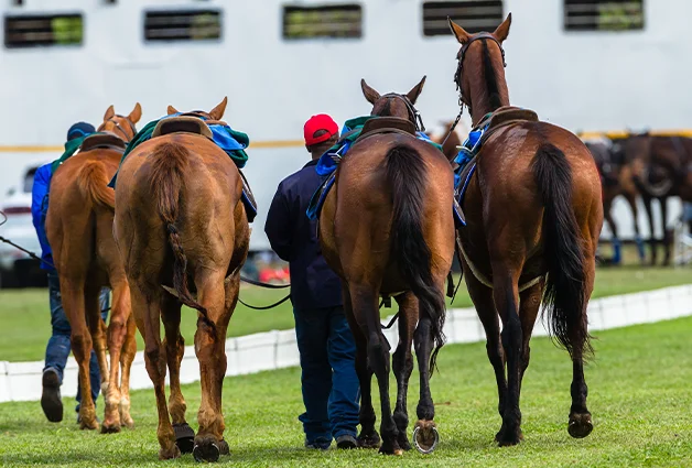 Polo Ponies