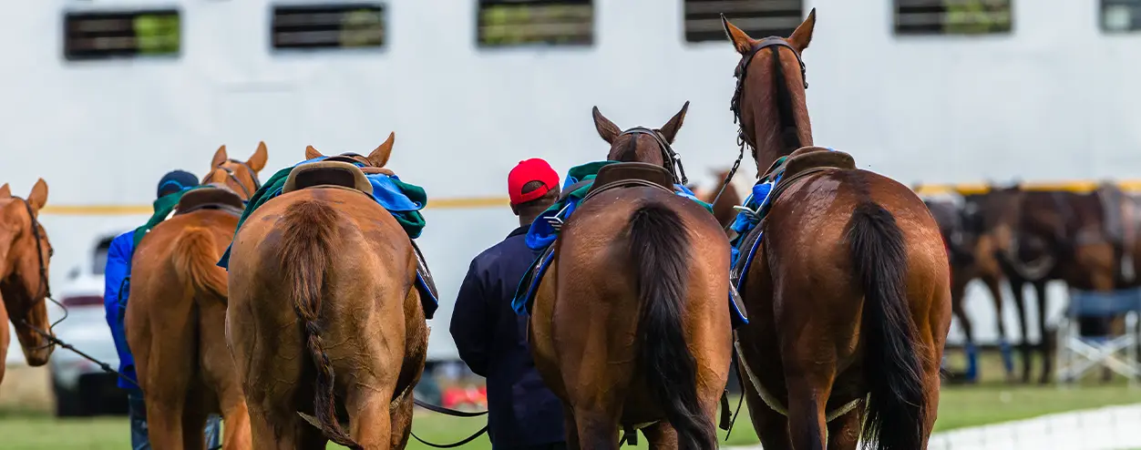 Polo Ponies