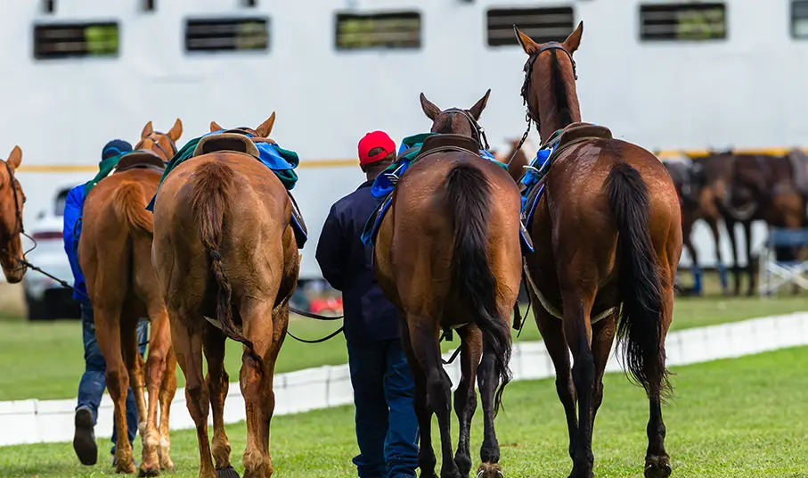 Polo Ponies