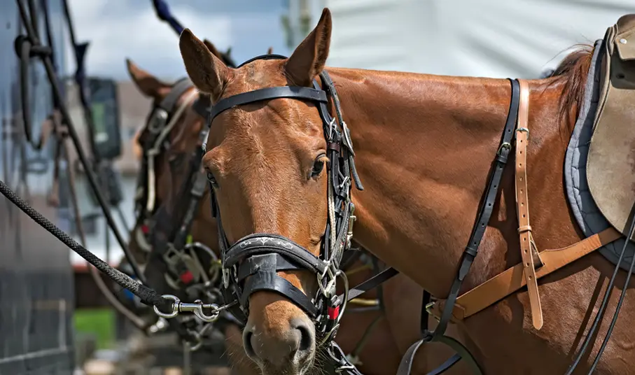 Polo Ponies