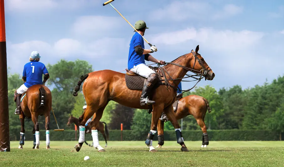 Polo Ponies