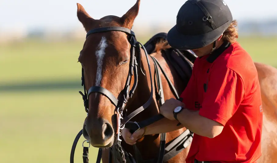 Polo Ponies