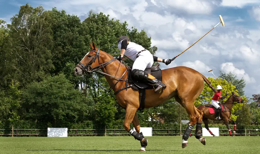 Polo Ponies