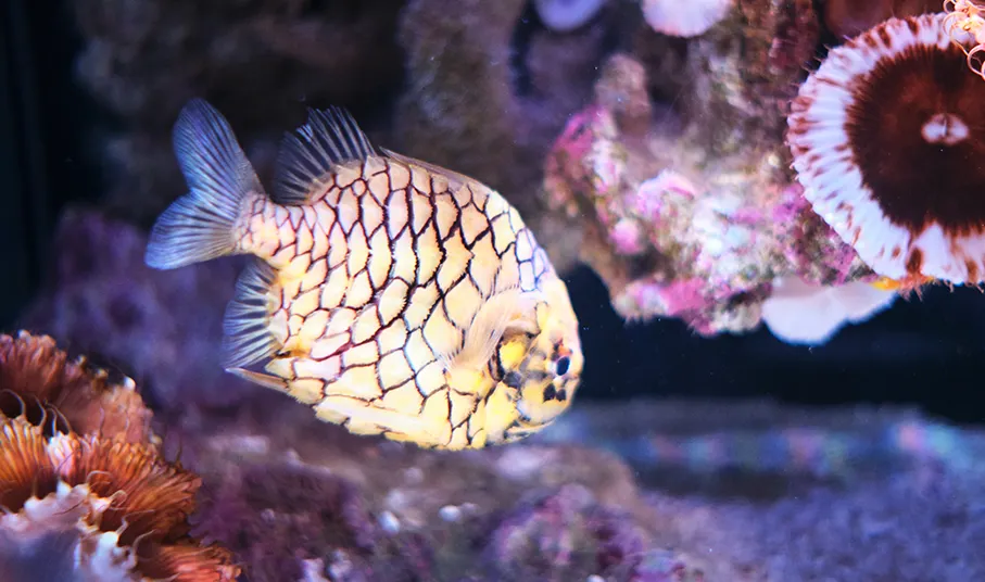 Oceanographic Museum Monaco